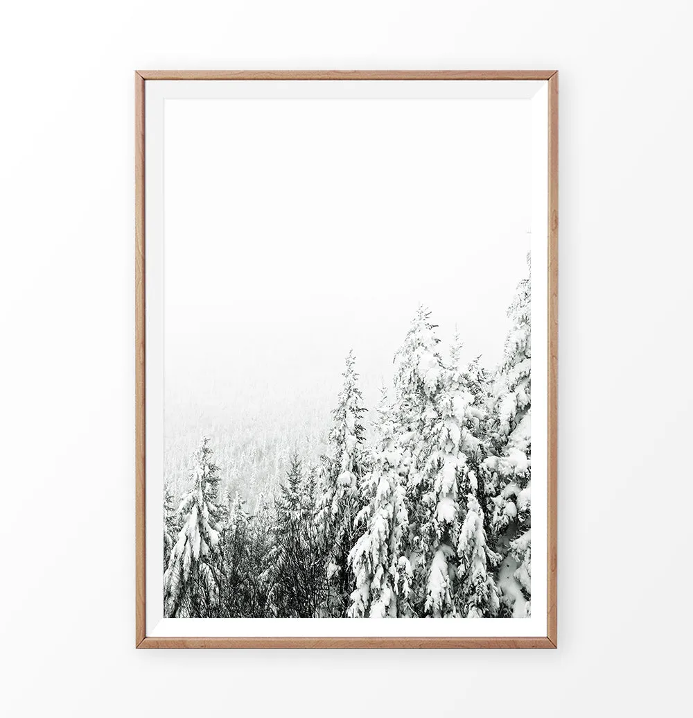 Charming Spruce Tops Covered in Snow Photo Art