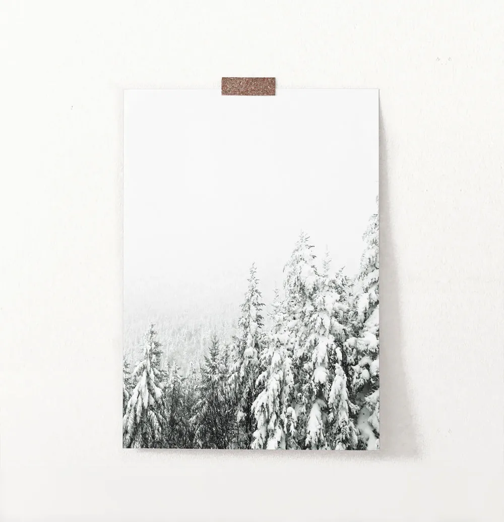 Charming Spruce Tops Covered in Snow Photo Art